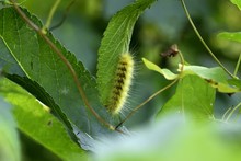 Hairy Green Caterpillar On A Green Leaf