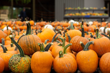 decorative orange pumpkins on display at the farmers market in usa. orange ornamental pumpkins in su