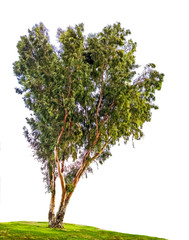 Wall Mural - Eucalyptus tree isolated on white background