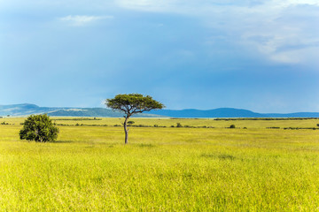 Wall Mural - Journey to grassy savannah