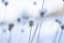 Dry Flowers Are Covered With Hoarfrost. Branch Of A Plant With Ice Crystals. Winter Background