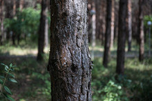 Bark Of Pine Tree Close Up. Beautiful Pine Forest At Summer Time.