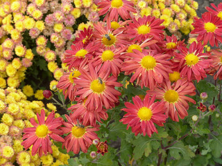 Poster - colorful flowers in the garden