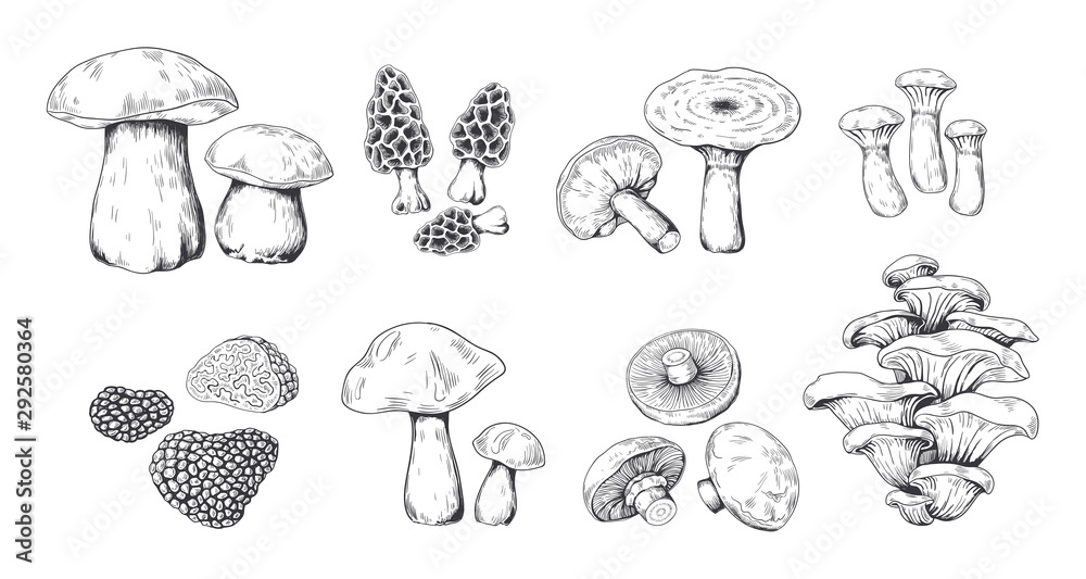 Hand drawn mushrooms. Vintage sketch of porcini portobello fungus morel truffle and oyster mushrooms. Vector illustration isolated doodle engraved variety raw fungus set on white background - obrazy, fototapety, plakaty 