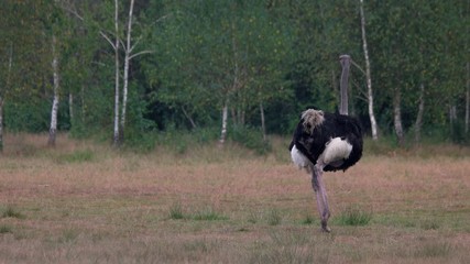Ostrich walking on the field. Ostrich walking at the ostrich farm on a summer day.