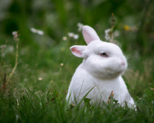 white rabbit in the grass