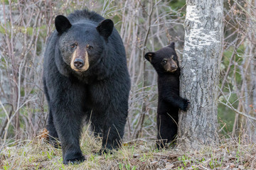 mama and cub
