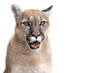  canadian cougar on a white background