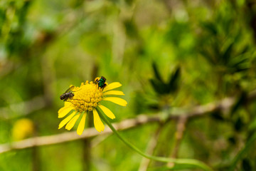 Close up view of a flies on a yellow wildflower