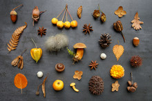 Autumn Creative Composition. Top View Of Wild Berries,dry Leaves And Flowers, Physalis, Prickly Chestnut, Hazel Nuts, Acorn, Cones, Mushrooms, Anise, Fern On Grunge Navy Blue Background. Flat Lay. 