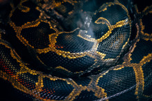 Closeup Detail Of Snake Skin. (High Iso Image)