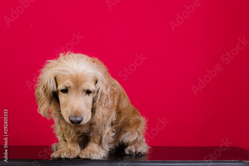 Fotomural Perro cocker español dorado sentado en fondo rojo