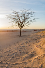 Wall Mural - tree on the beach in evening 