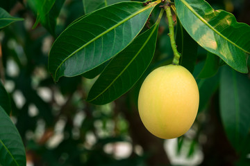 Marian plum on tree