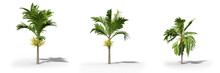 Betel Nut Palm On A White Background.Isolated Trees With Clipping Path, Realistic 3D Rendering