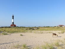A Deer Roaming On The Sand In Front Of The Fire Island Lighthouse On Fire Island, NY.