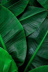 tropical banana leaf, abstract green banana leaf, large palm foliage nature dark green background