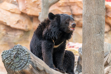 Wall Mural - A cute black bear in a wildlife park.