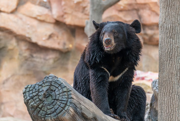 Wall Mural - A cute black bear in a wildlife park.