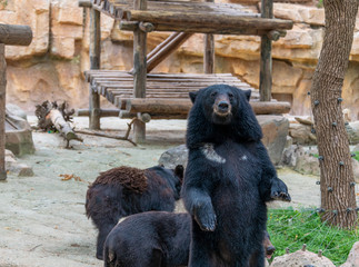 a cute black bear in a wildlife park.