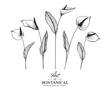 Sketch Floral Botany Collection. Anthurium flower drawings. Black and white with line art on white backgrounds. Hand Drawn Botanical Illustrations.Vector.
