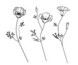 Sketch Floral Botany Collection. California poppy flower drawings. Black and white with line art on white backgrounds. Hand Drawn Botanical Illustrations.Vector.