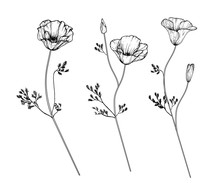 Sketch Floral Botany Collection. California Poppy Flower Drawings. Black And White With Line Art On White Backgrounds. Hand Drawn Botanical Illustrations.Vector.