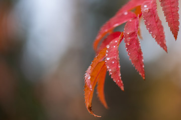 Wall Mural - red mountain ash with water drops