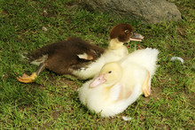 Chocolate/white Muscovy Duck (Cairina Moschata) In The Garden Public Park. Ducklings. Barbary Duck For Production Of Foie Gras.