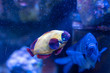 Gold Nugget Maroon Clownfish (Premnas biaculeatus) color varietion captive-bred by human