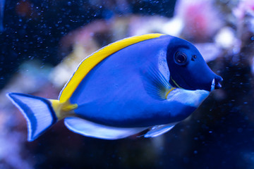 Wall Mural - Powder Blue Tang (Acanthurus leucosternon) swimming in coral reef tank