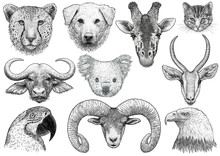 Animal Portrait Collection Illustration, Drawing, Engraving, Ink, Line Art, Vector