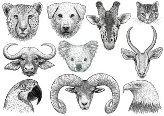 Wall Mural - Animal portrait collection illustration, drawing, engraving, ink, line art, vector