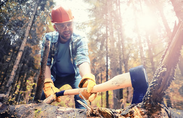 Wall Mural - Male worker with an ax chopping a tree in the forest.