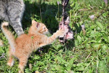 Wall Mural - the cat plays with fresh meat and grinds claws