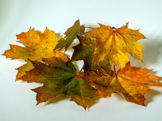 photograph with colored maple leaves on a light background