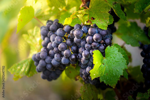Fototapeta Winogrona  winogrona-gamay-na-winorosli-z-bujnymi-zielonymi-liscmi