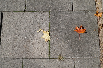 yellow leaf on asphalt,stone, brick, texture, pattern, wall, road, street, old, pavement, floor, grey, architecture, gray, abstrac