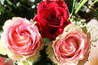 Flores varias rosas tulipanes bellas 