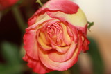 Fototapeta Na ścianę - Flores varias rosas tulipanes bellas 