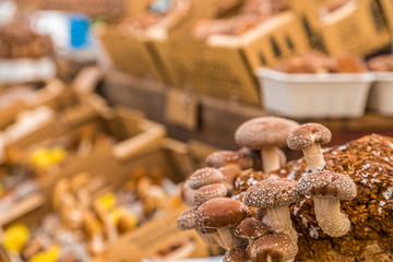 Wall Mural - Fresh varieties of wild mushrooms in a local farmers market