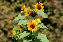Bunch Of Open Blooming Sunflower Plants With Bright Yellow Petals And Dark Center Surrounded With Large Green Leaves In Local Urban Garden On Warm Sunny Summer Day