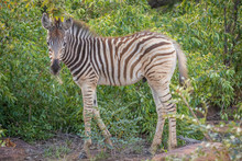 Young Zebra ( Equus Burchelli) In African Bush, Welgevonden Game Reserve, South Africa.