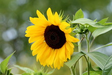 Open Blooming Sunflower Plant With Bright Yellow Petals And Dark Center Surrounded With Dense Leaves In Local Urban Garden On Warm Sunny Summer Day
