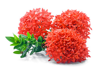 Wall Mural - Ixora coccinea flower isolated on white background