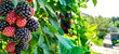 Berry background. Close up of ripe blackberry. Ripe and unripe blackberries on the bush with selective focus.