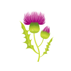 Thistle flower, floral icon. Realistic cartoon cute plant blossom, Scotland symbol. Summer or spring vector illustration for greeting card, t shirt print, decoration design. Isolated white background