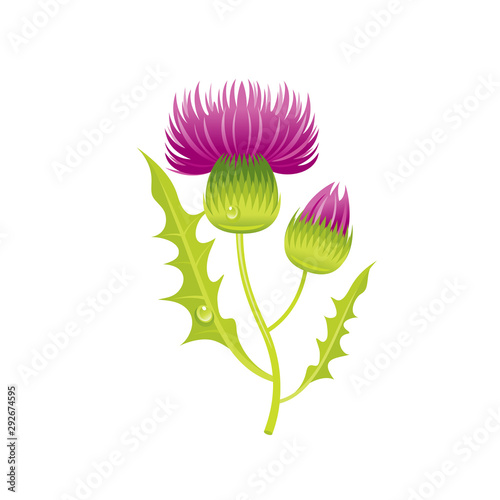 Fotografía Thistle flower, floral icon