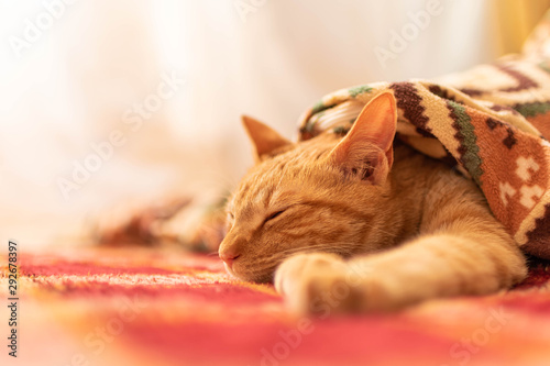 ちゃとら猫5 redtabby cat 5 Poster Mural XXL