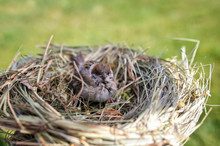  A Small Important Sparrow Chick Sitting In A Nest In A Summer Sunny Garden Waiting For Parents